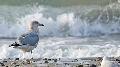 Kuzey gümüş martı