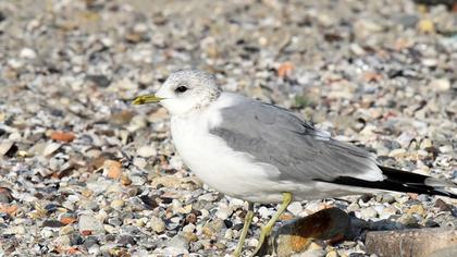 Küçük gümüş martı