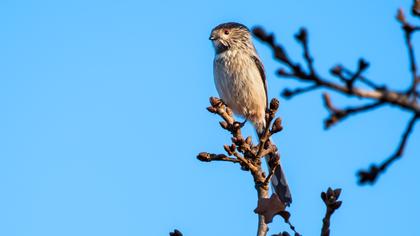 Uzunkuyruklu baştankara