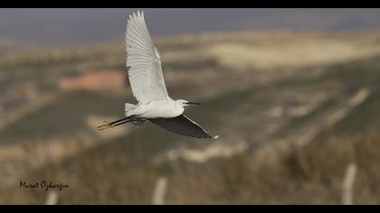 Küçük ak balıkçıl