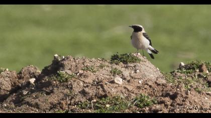 Karakulaklı kuyrukkakan