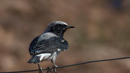 Aksırtlı kuyrukkakan