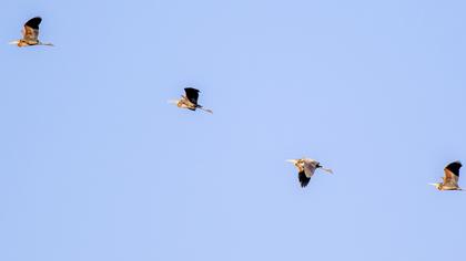 Erguvani balıkçıl