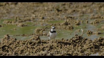 Halkalı küçük cılıbıt