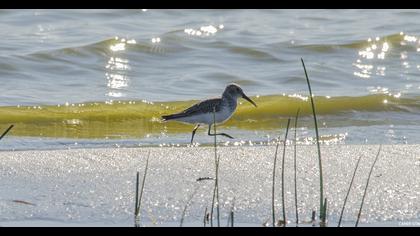 Karakarınlı kumkuşu