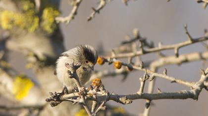 Uzunkuyruklu baştankara