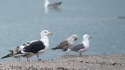 Büyük karasırtlı martı