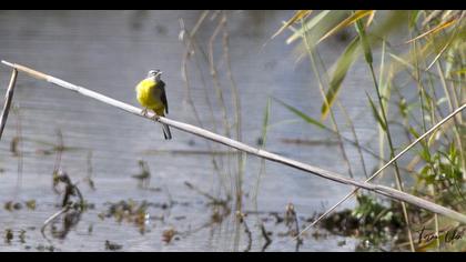 Dağ kuyruksallayanı