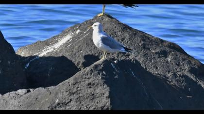 Küçük gümüş martı