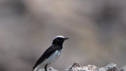 Aksırtlı kuyrukkakan