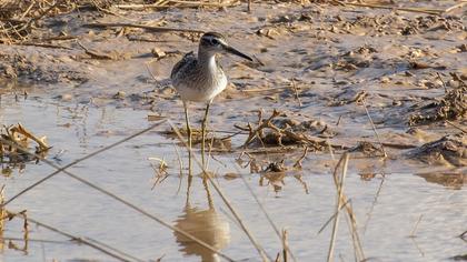 Orman düdükçünü