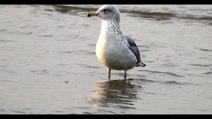 Kuzey gümüş martı