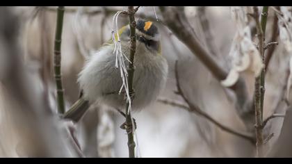 Sürmeli çalıkuşu