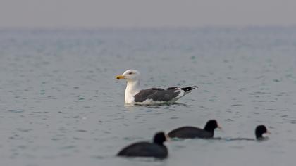 Büyük karasırtlı martı