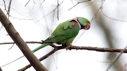 İskender papağanı