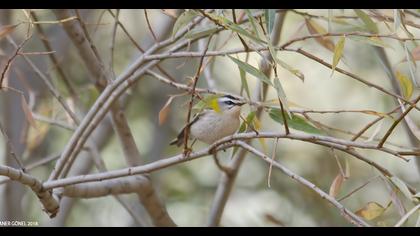 Sürmeli çalıkuşu