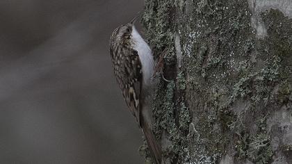 Orman tırmaşıkkuşu