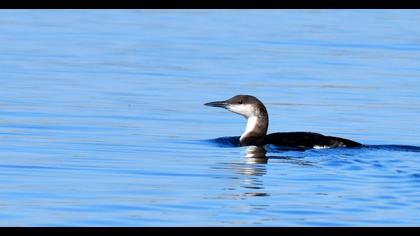 Karagerdanlı dalgıç