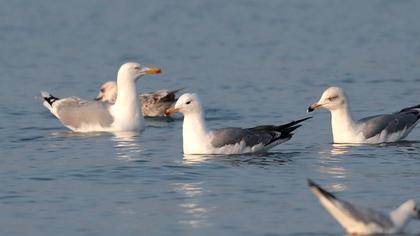 Van gölü martısı