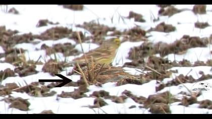 Akbaşlı kirazkuşu