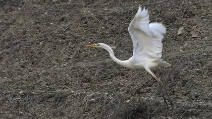 Büyük ak balıkçıl