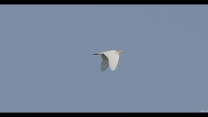 Sığır balıkçılı