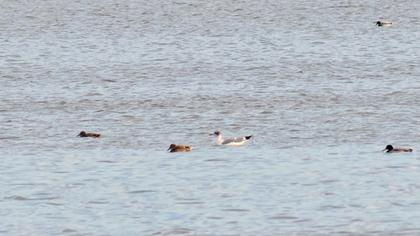 Büyük karabaş martı