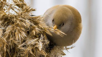 Bıyıklı baştankara