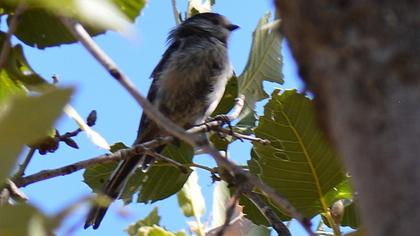 Uzunkuyruklu baştankara