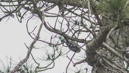 Küçük ağaçkakan