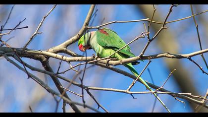 İskender papağanı