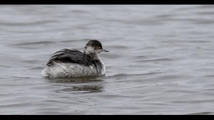Karaboyunlu batağan