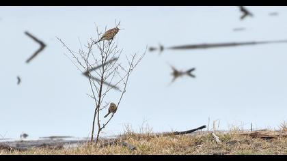 Bataklık Kirazkuşu