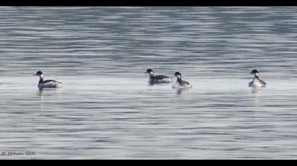 Karaboyunlu batağan