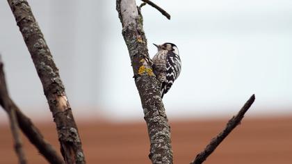 Küçük ağaçkakan