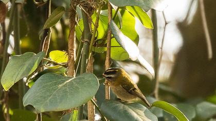 Sürmeli çalıkuşu