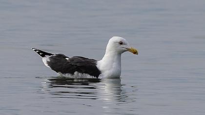Büyük karasırtlı martı