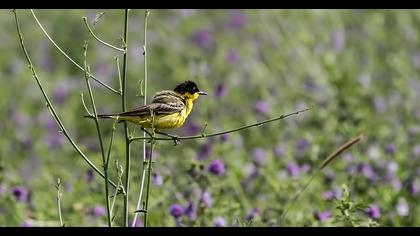 Sarı kuyruksallayan