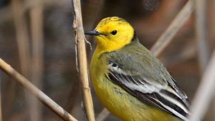 Sarıbaşlı kuyruksallayan