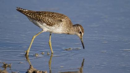 Orman düdükçünü