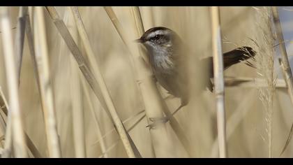 Bıyıklı kamışçın