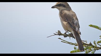 Kızılkuyruklu örümcekkuşu