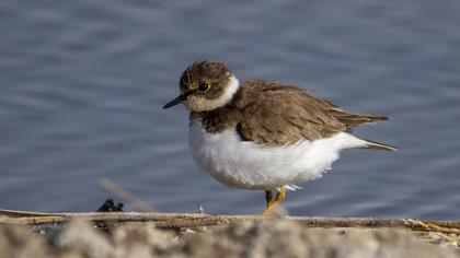 Halkalı küçük cılıbıt