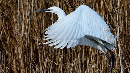 Küçük ak balıkçıl