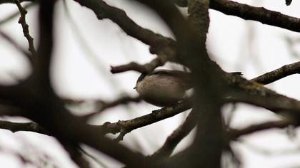 Uzunkuyruklu baştankara