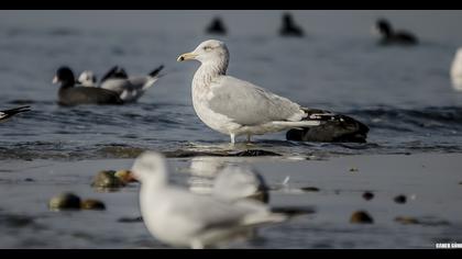 Kuzey gümüş martı