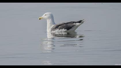 Büyük karasırtlı martı
