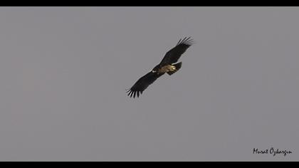 Büyük orman kartalı