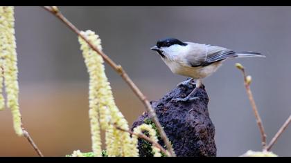 Kayın baştankarası