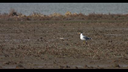 Büyük karabaş martı
